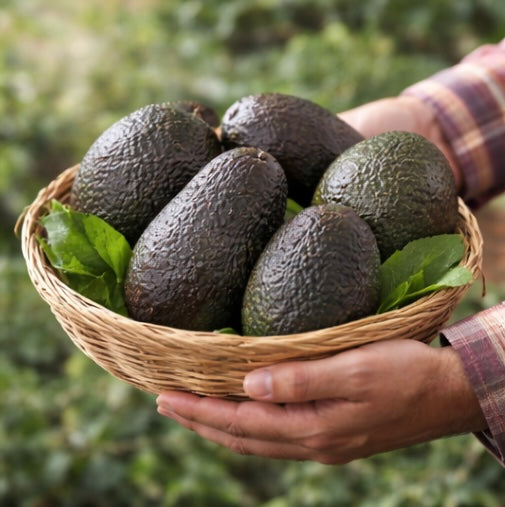 Hass Avocado