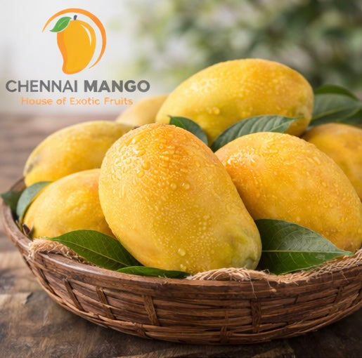 Bombay  Alphonso Hapus mango chennai fresh delivery premium quality