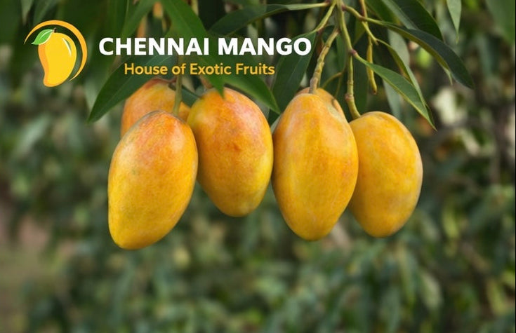 Imam pasand mango chennai fresh delivery premium quality